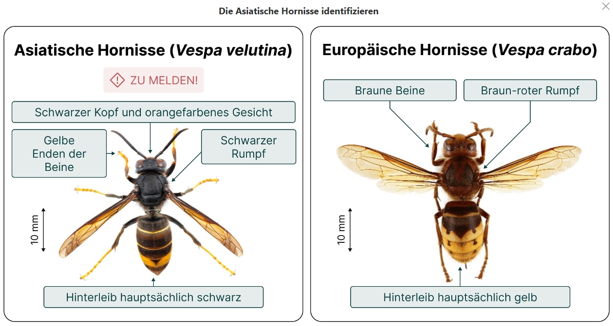 Bilder Identifikation Asiatische oder Europäische Hornisse